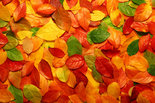 Regenpijp Herfstbladerenmotief