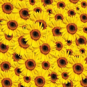 Regenpijp Zonnebloemenmotief