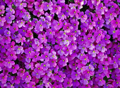 Regenpijp Bloemenmotief