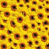 Regenpijp Zonnebloemenmotief