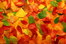 Regenpijp Herfstbladerenmotief