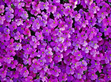 Regenpijp Bloemenmotief